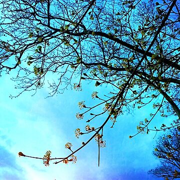 Artwork thumbnail, Gift for Nature Lovers - Spring blooms at dusk by OneDayArt