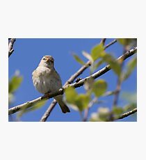 Willow Warbler Photographic Print