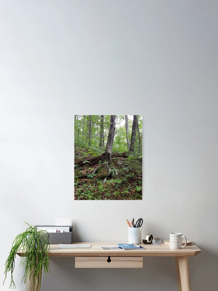 Thumbnail 2 of 3, Poster, Tree Roots designed and sold by J. Robin Whitley.