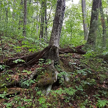 Artwork thumbnail, Tree Roots by J. Robin Whitley