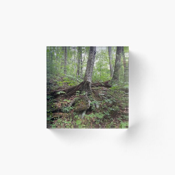 Tree Roots Acrylic Block