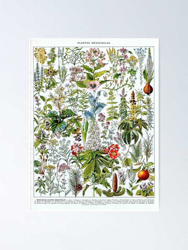 Tapis de Souris Rose Planche Dessin Plante Vintage Illustration