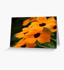 Black Eyed Susan Greeting Card