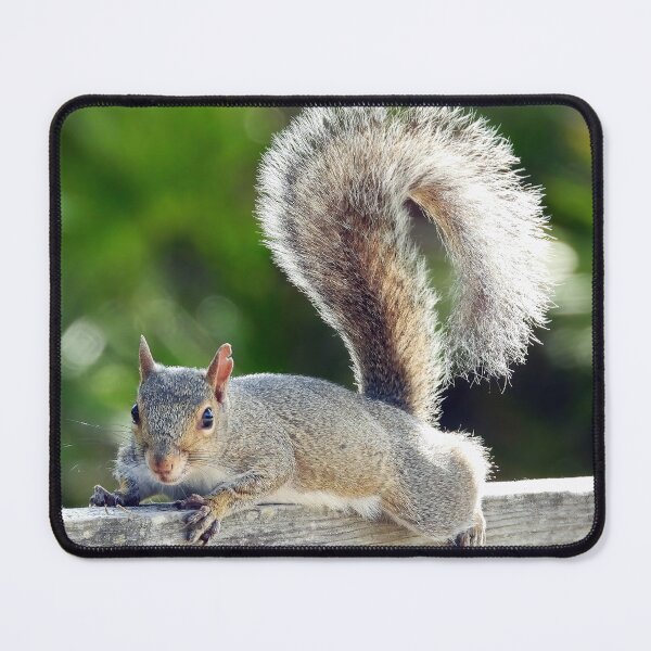 Item preview, Cute Squirrel #122 designed and sold by Jeffrey Mask.