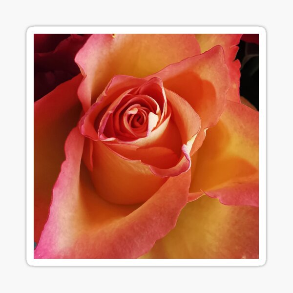 Item preview, Beautiful peach Rose designed and sold by Bumpulous.