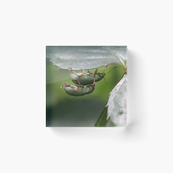 Item preview, Acrobatic Romance designed and sold by cuprum.