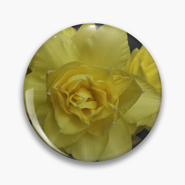 Item preview, Beautiful Double Daffodils  designed and sold by Bumpulous.