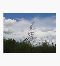 Perched Photographic Print