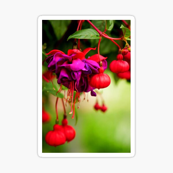 Item preview, Fuschia designed and sold by Avi Love.