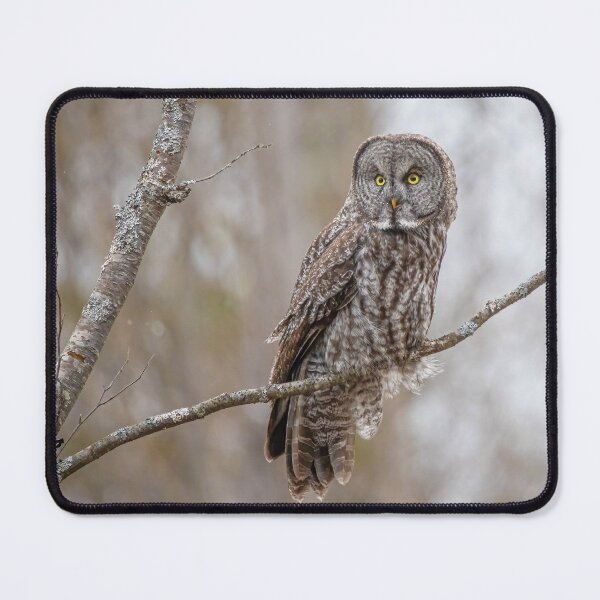 Item preview, Great Gray owl designed and sold by jendevosphoto.