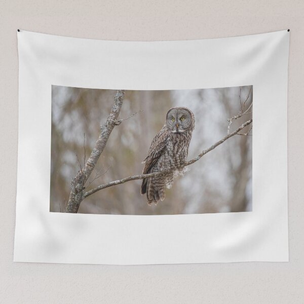 Item preview, Great Gray owl designed and sold by jendevosphoto.