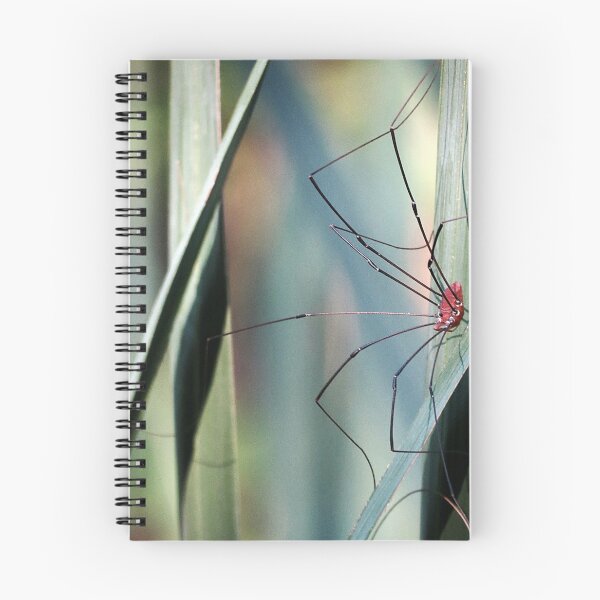Item preview, Daddy Longlegs designed and sold by Roger Easley.