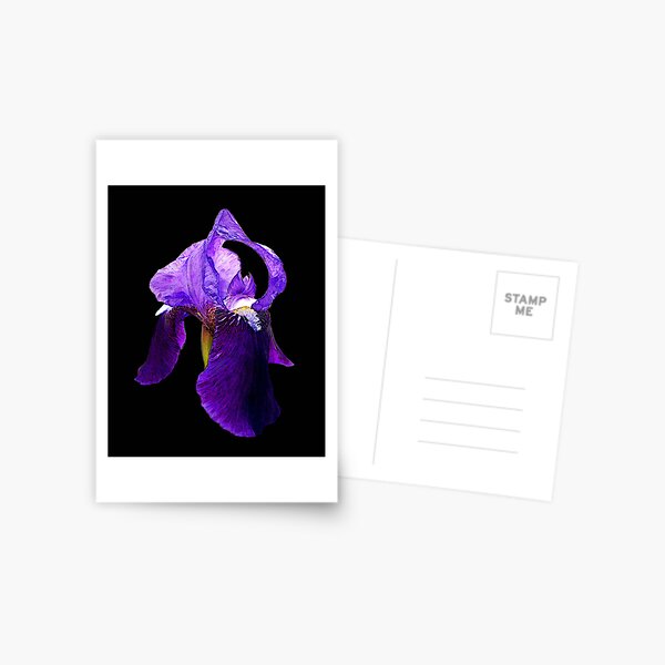 Purple Power Postcard