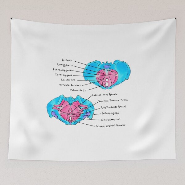 Item preview, Pelvic Floor Muscles designed and sold by Caroline Shea.