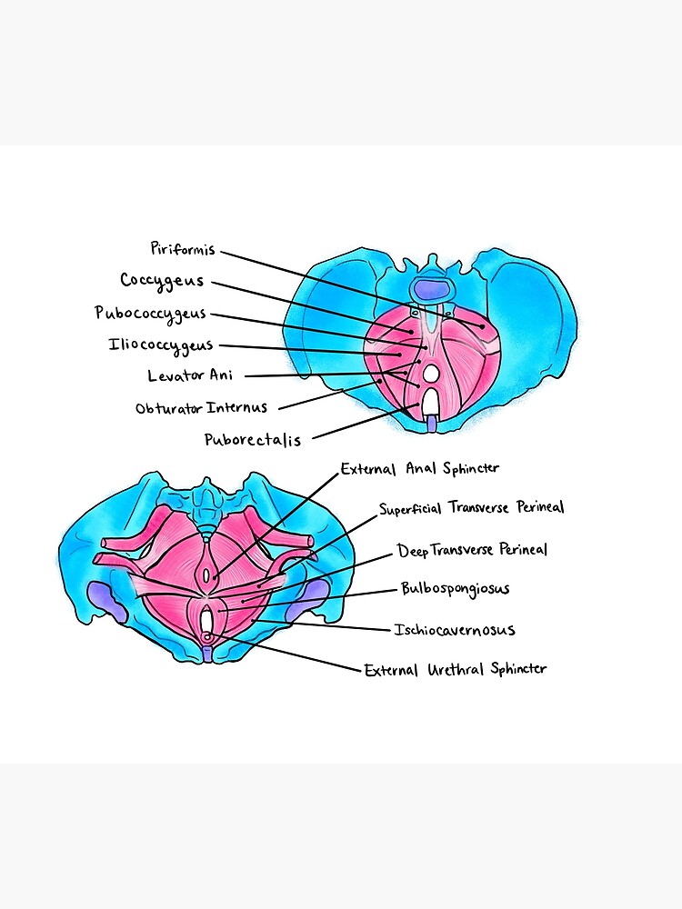 Psoas Zeichen und Obturatorzeichen