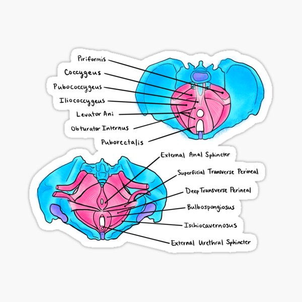 Item preview, Pelvic Floor Muscles designed and sold by Caroline Shea.