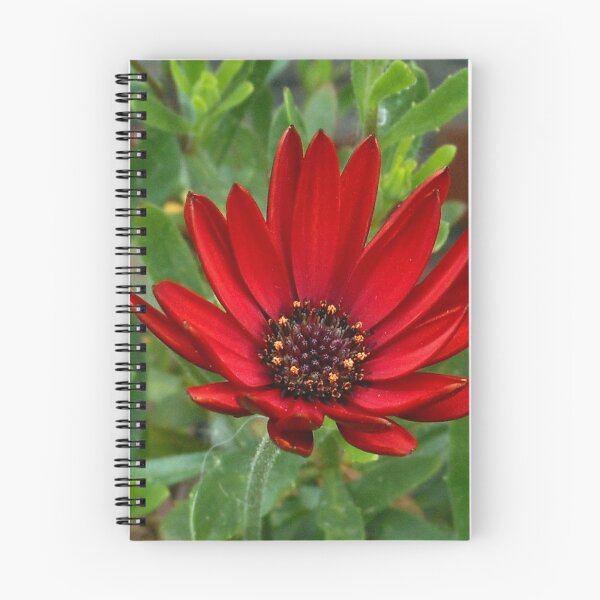 Item preview, Red Velvet - Sunlit Cape Daisy designed and sold by SunriseRose.