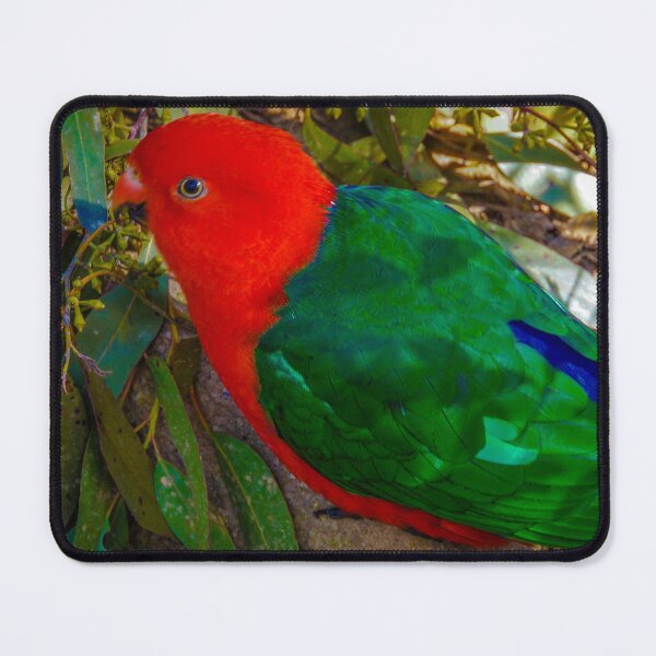Item preview, Male King Parrot designed and sold by Steven Jodoin.
