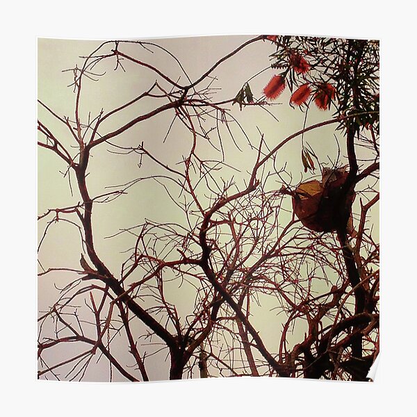 tree 5664 Poster