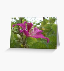 Lithe Loveliness Greeting Card