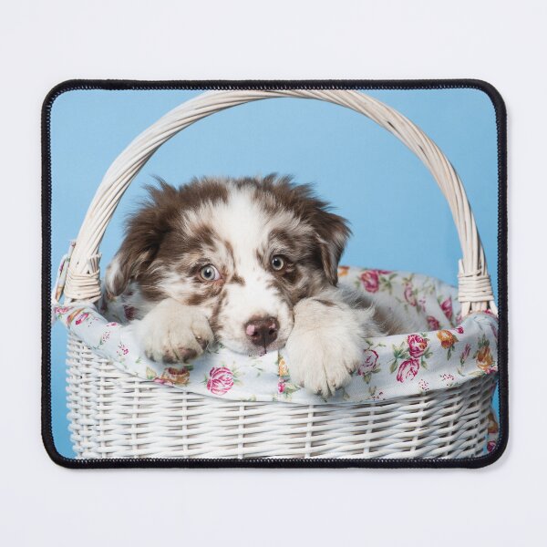 Item preview, Cute australian shepherd puppy in a basket designed and sold by PausePapote.