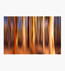 0538 Tree shades 3 Photographic Print