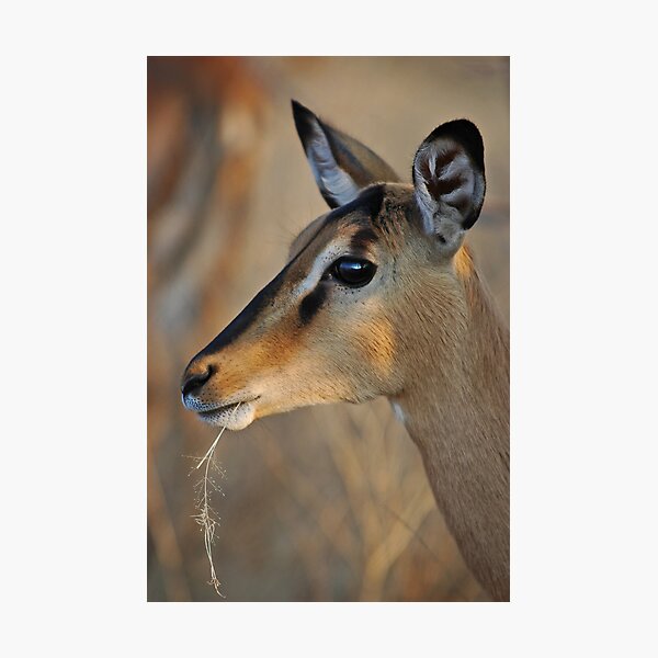 Artikelvorschau, Blackfaced Impala entworfen und verkauft von Peter Bland.