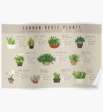 Common House Plants Infographic Poster