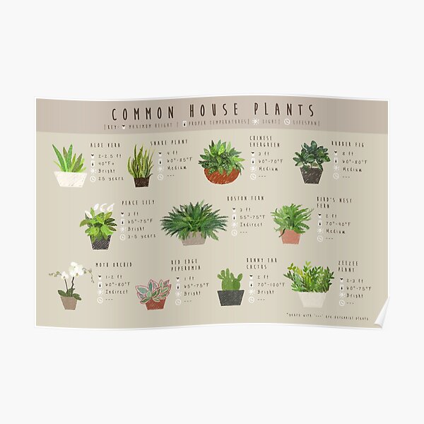 Common House Plants Infographic Poster