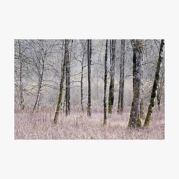 Photographic Print