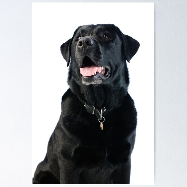 Item preview, Black Labrador retriever designed and sold by JH-Image.