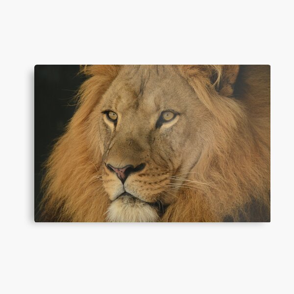 Item preview, The Protective Stare designed and sold by HobartPhoto.