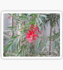 Bottle Brush Sticker
