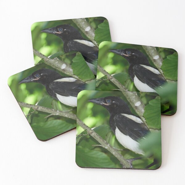 Item preview, Blue eyed Mag. Eurasian magpie designed and sold by Jouko Lehto Photography.
