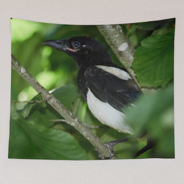 Item preview, Blue eyed Mag. Eurasian magpie designed and sold by Jouko Lehto Photography.