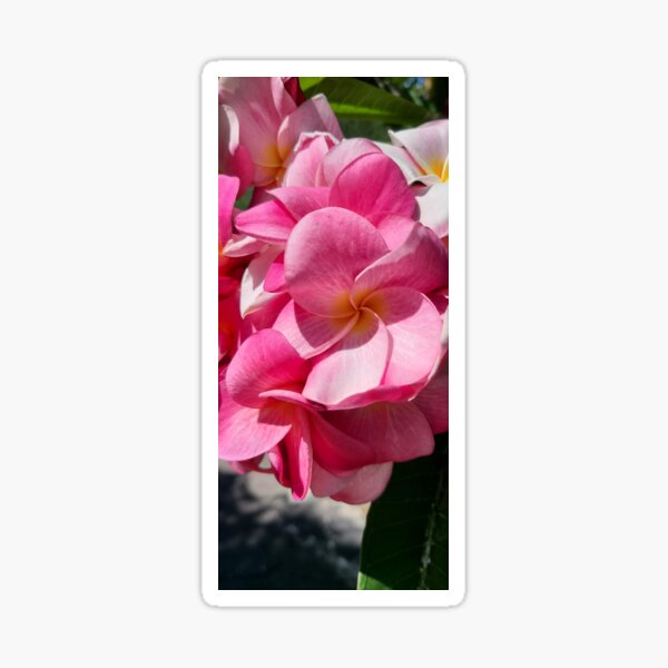 Pink Plumeria Sticker