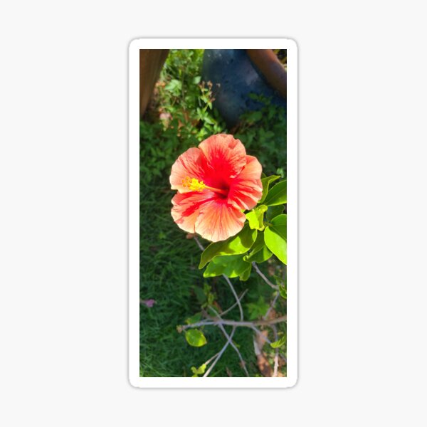 Peach Hibiscus Sticker