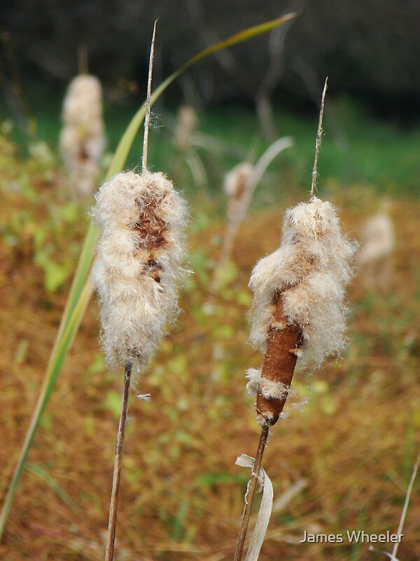"Wild Corn Dogs" by James Wheeler Redbubble