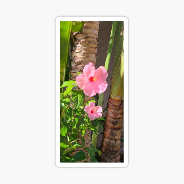 Pink Hibiscus Flowers Sticker For Sale By Suzyqphotos Redbubble 