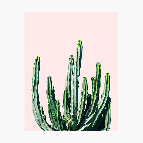 Cactus V6 | Pastel Botanical Exotic Plants | Minimal Scandinavian Nordic Nature Photographic Print