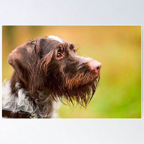 German wire-haired pointer Poster