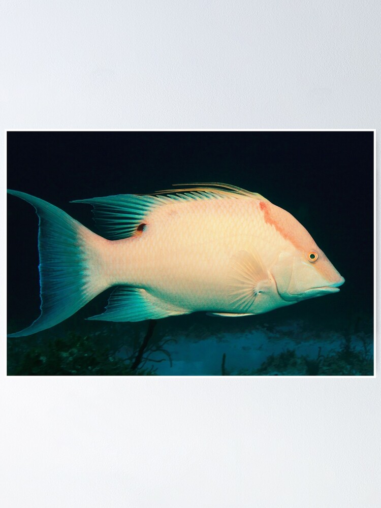 Discover ocean animals HOGFISH Classic Poster