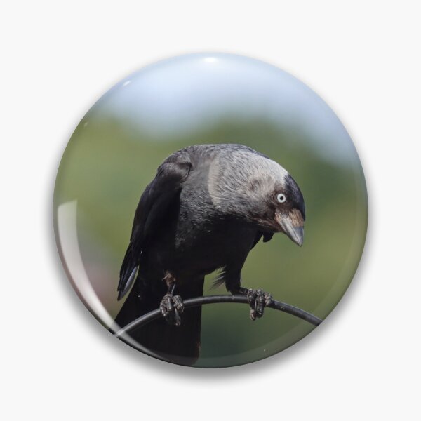 Item preview, Jackdaw designed and sold by GreyFeatherPhot.