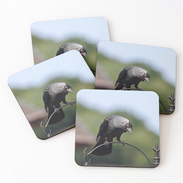 Item preview, Jackdaw designed and sold by GreyFeatherPhot.