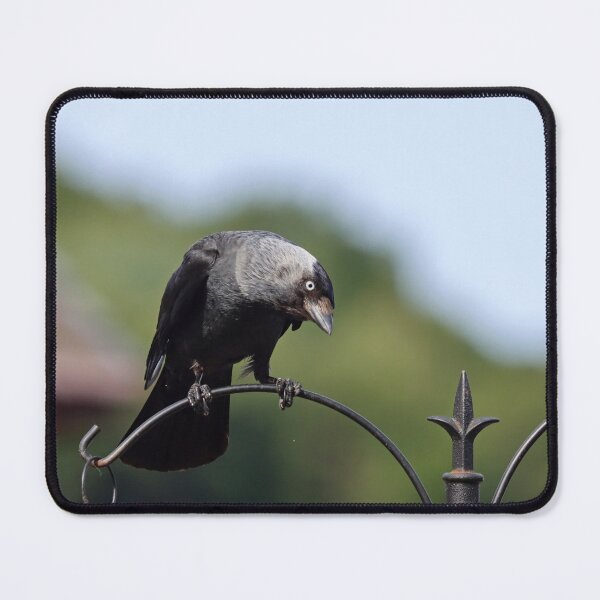 Item preview, Jackdaw designed and sold by GreyFeatherPhot.