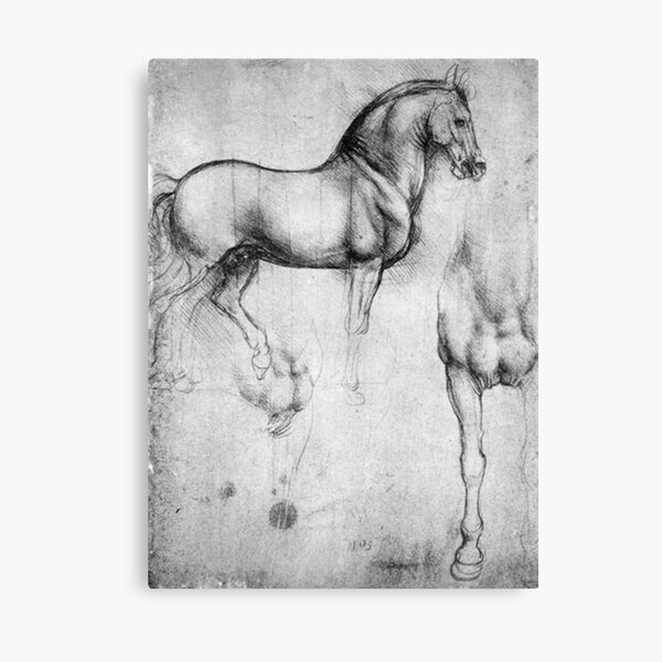LEONARDO. HORSE Drawing. Leonardo da Vinci. Study of Horses. Canvas Print