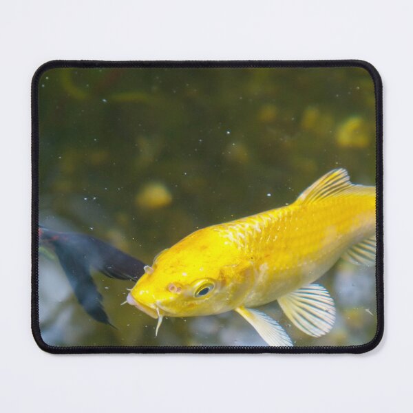 Item preview, Golden Lucky Koi Fish Feng Shui designed and sold by FengShuiLounge.