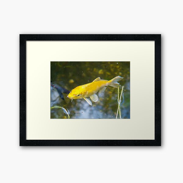 Item preview, Golden Lucky Koi Fish Feng Shui designed and sold by FengShuiLounge.