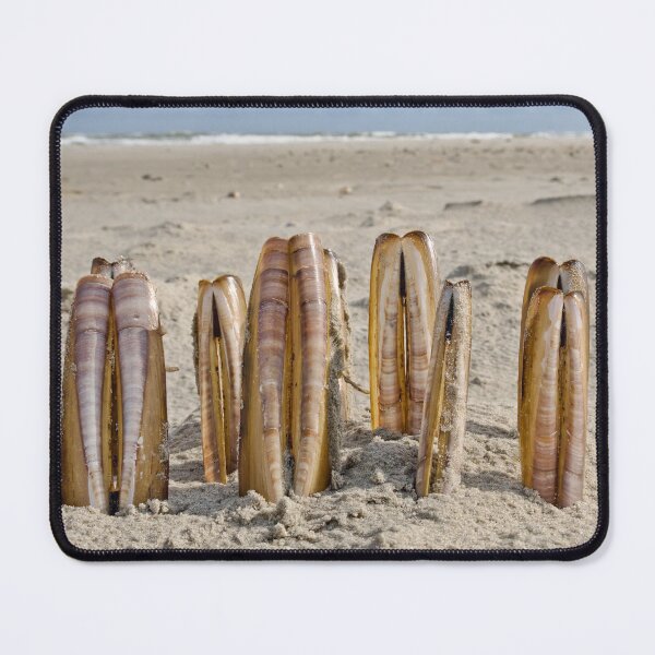 Item preview, Composition of razor clams on beach designed and sold by Dolfilms.