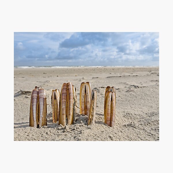 Composition of razor clams on beach Photographic Print